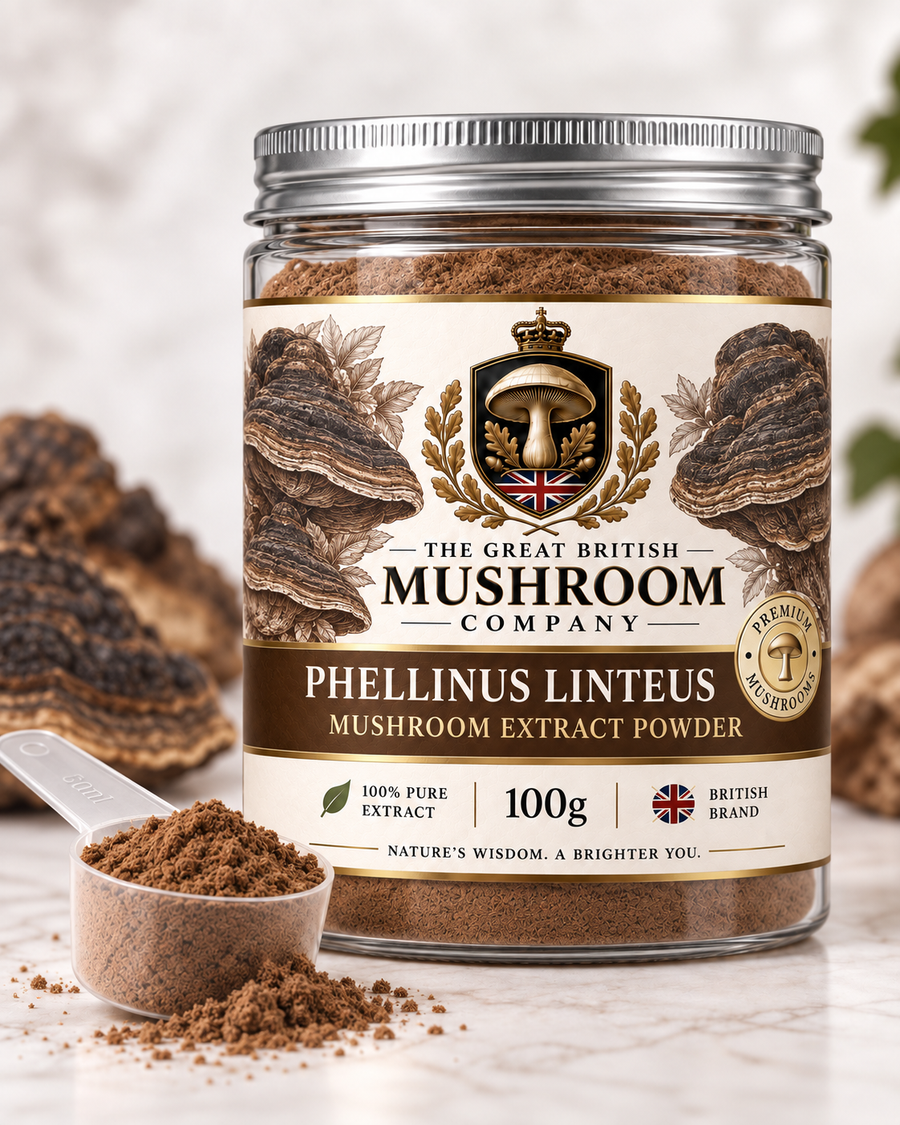 Phellinus Linteus